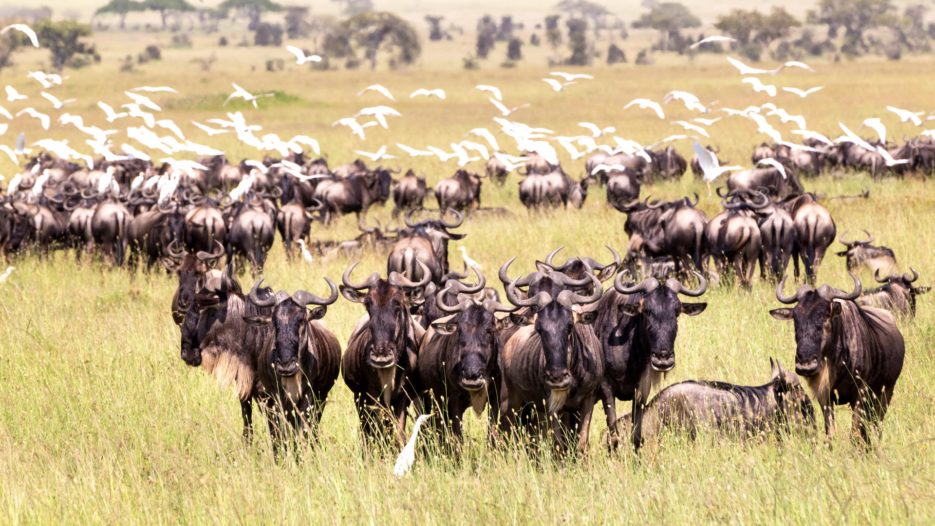 6 Days Serengeti Migration Safari Prices & Packagers Ways African Safaris