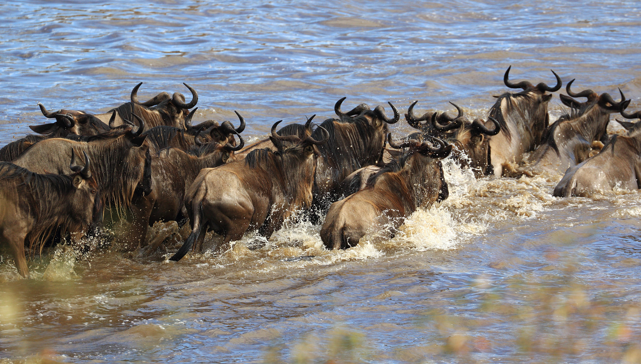 6 Days Serengeti Migration Safari | Prices & Packagers