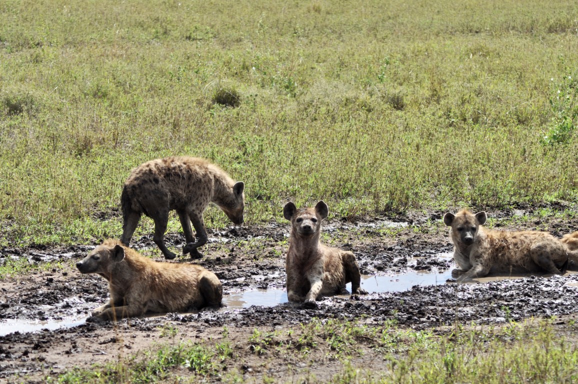 3 Days Tanzania Safari Lake Manyara Tarangire Ngorongoro Crater