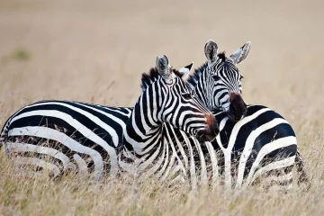 4 Days 3 Nights Tanzania Safari Tarangire Manyara Serengeti Ngorongoro