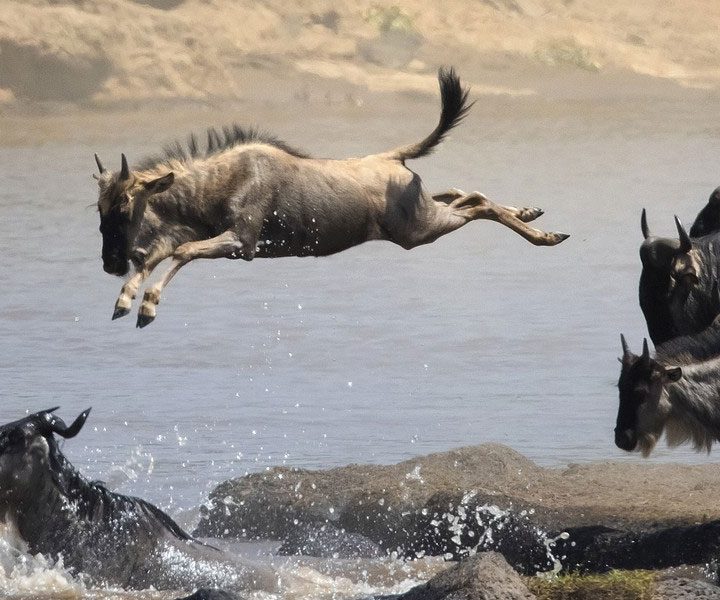 6 Days 5 Nights Lodge Safari the Big Migration