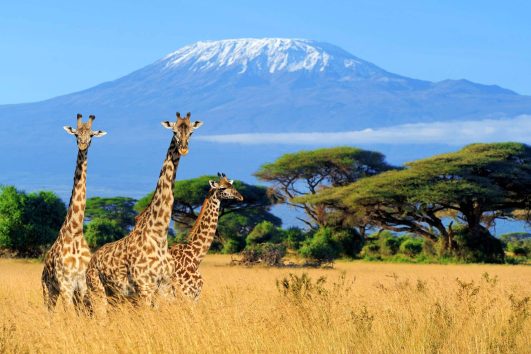 6 Days Kilimanjaro Machame Route