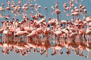 Ngorongoro Crater Safari 