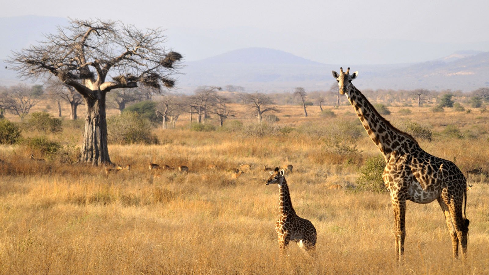 Ruaha National Park Ways African Safaris