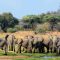 Ruaha National Park