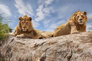 Lions in Serengeti Tanzania