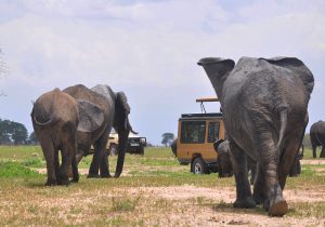 Tarangire National Park