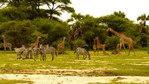 Tarangire National ParkTanzania