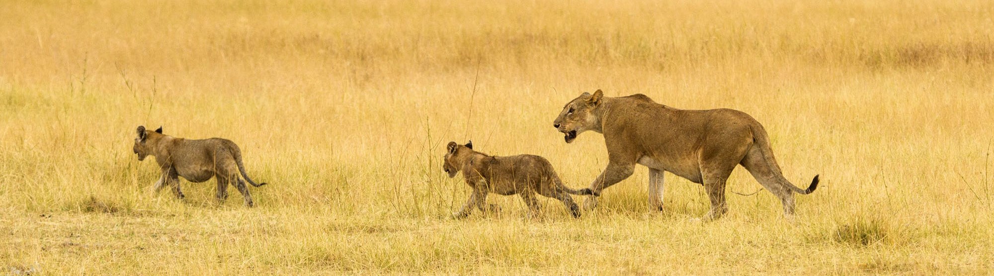 Tarangire National Park