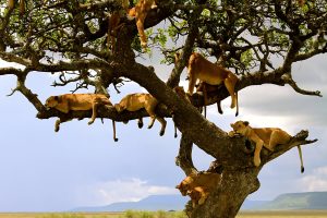 Tree Climbing Lions in Lake-Manyara