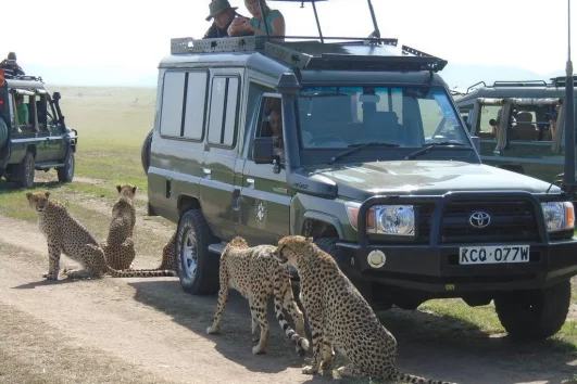 06 days Lodge Safari in Tanzania ways african safaris