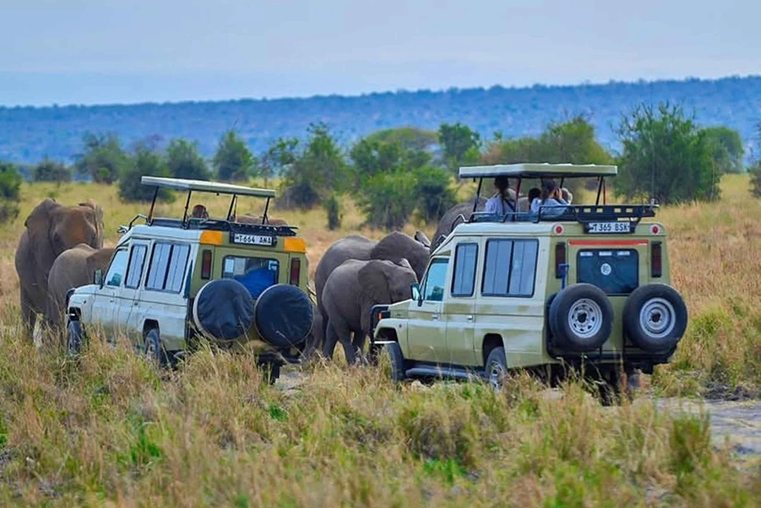 Day Trip Tarangire National Park Ways African Safaris