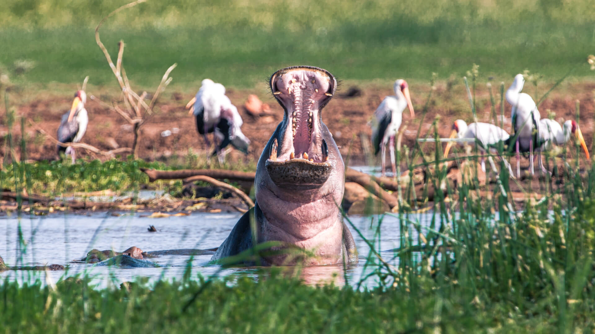 Hippo in Lake Lake Manyara National Park Day Trip