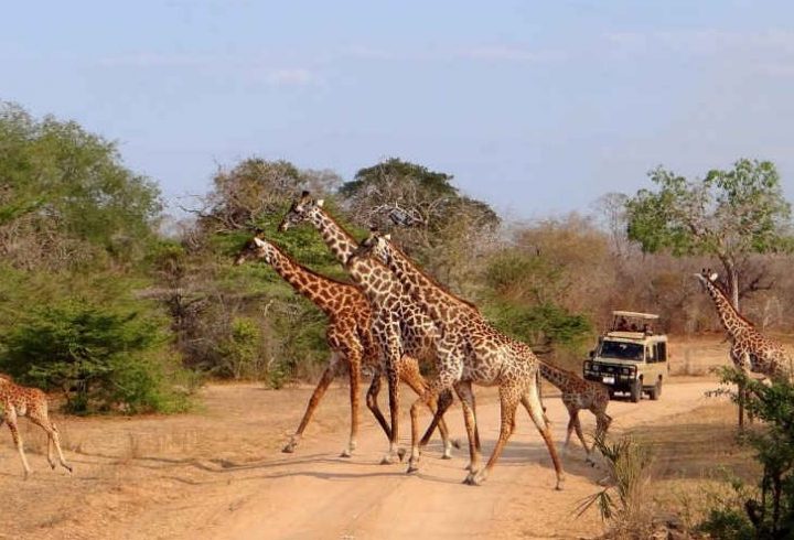 Selous Game Reserve day trip