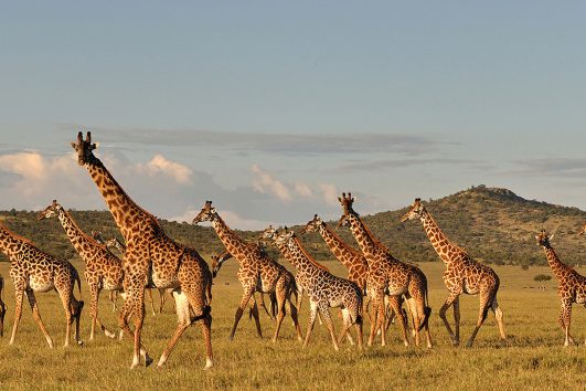 manyara NP day trip ways african safaris