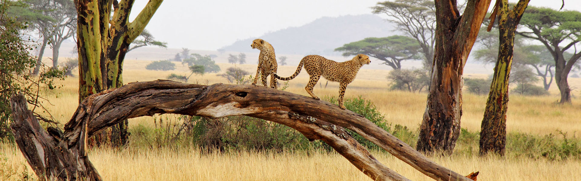 9 Day Tanzania Wildlife & Cultural Safari Ways African Safaris