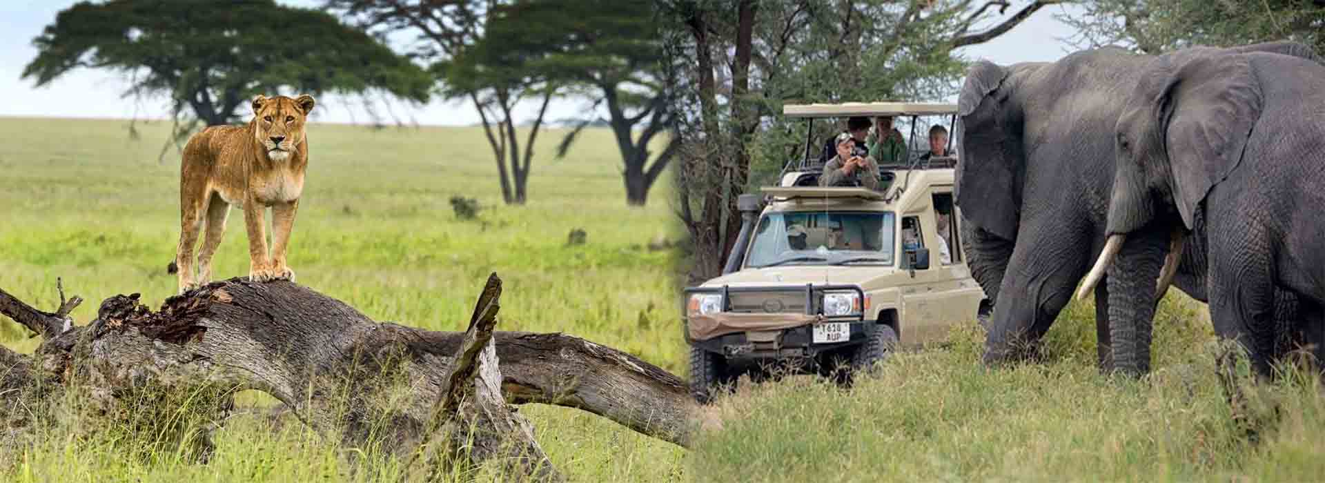 9 Day Tanzania Wildlife & Cultural Safari