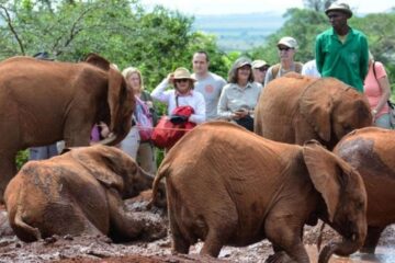 1 Day Baby Elephants And Giraffes Nairobi Tour