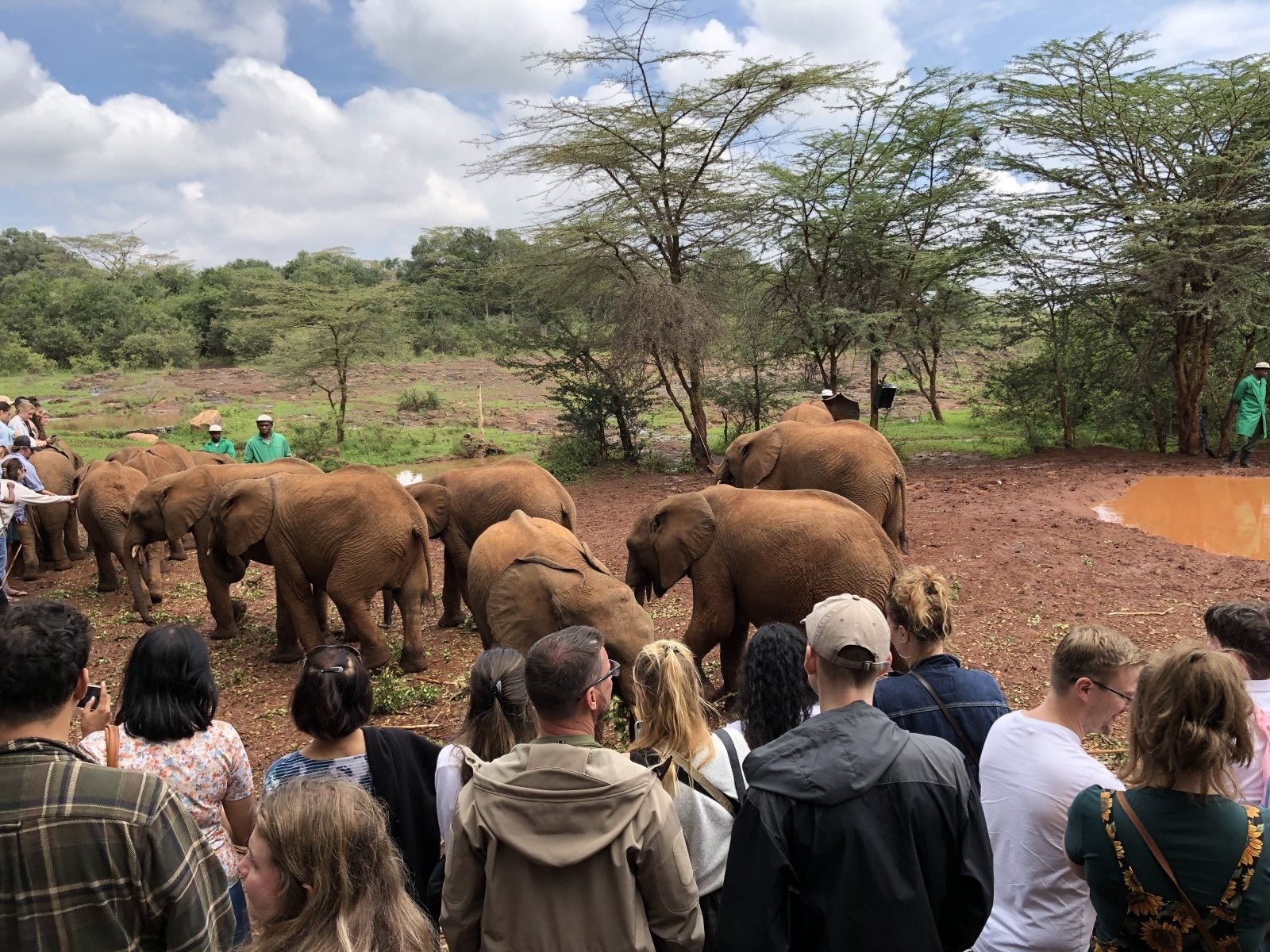 1 Day Baby Elephants And Giraffes Nairobi Tour Ways African Safaris