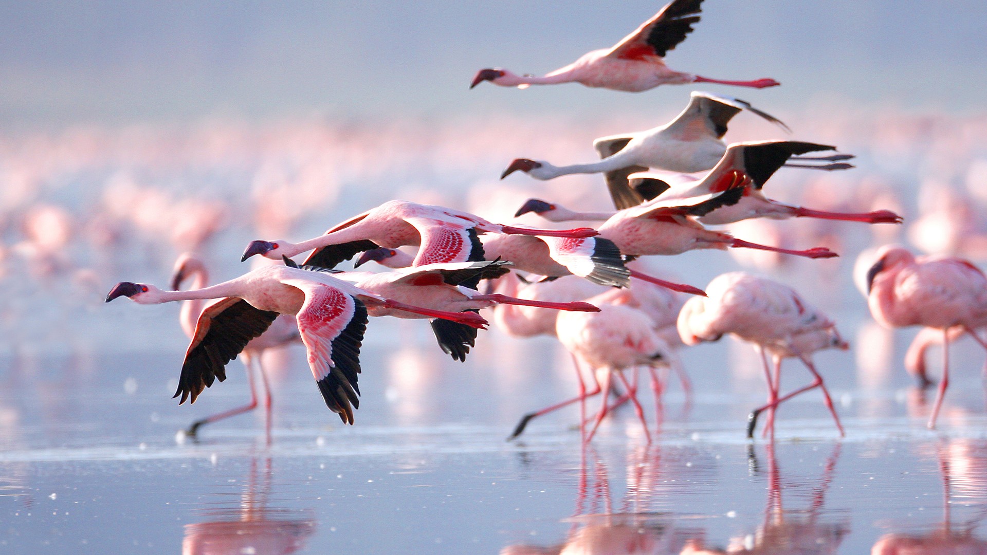 1 Day Lake Nakuru National Park from Nairobi