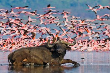 1 Day Lake Nakuru National Park from Nairobi