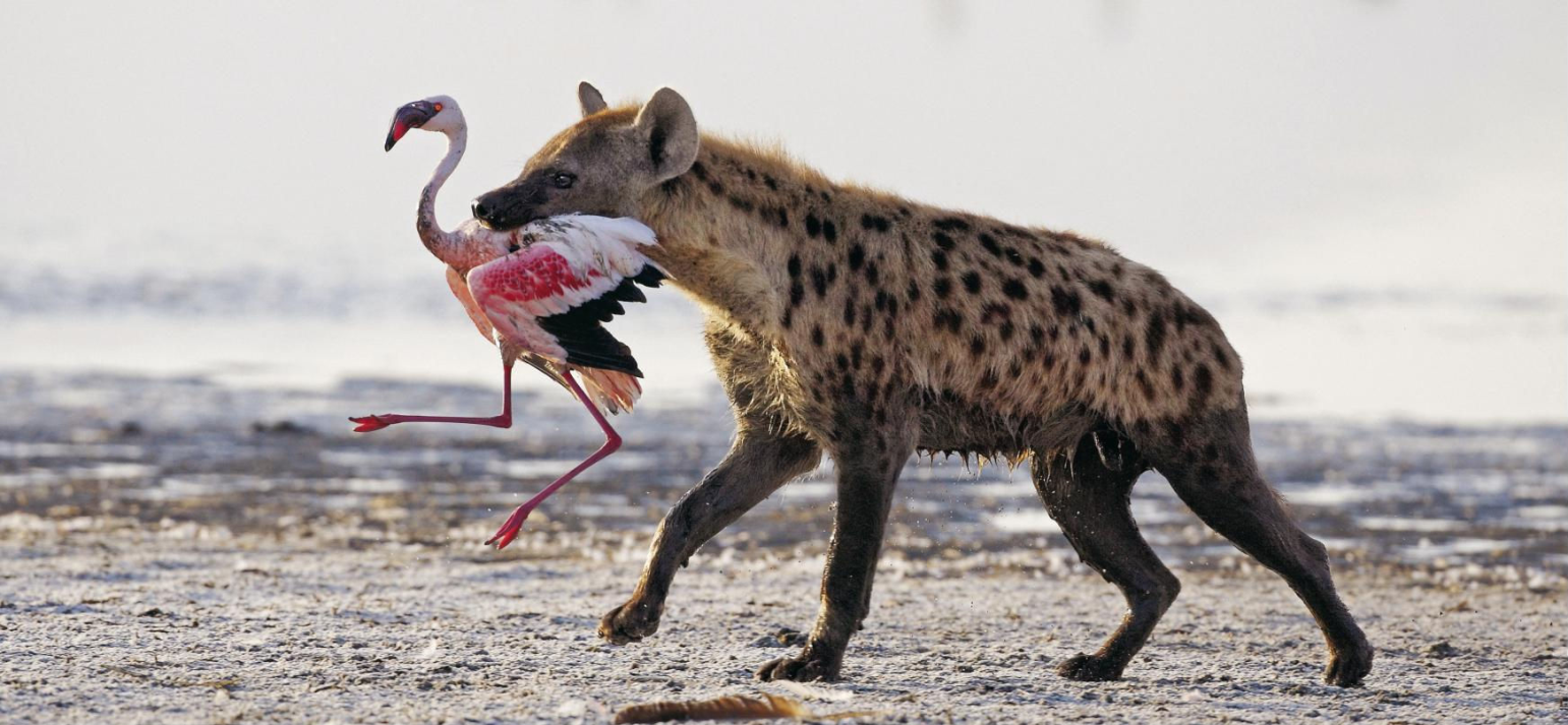 1 Day Lake Nakuru National Park from Nairobi Ways African Safrais