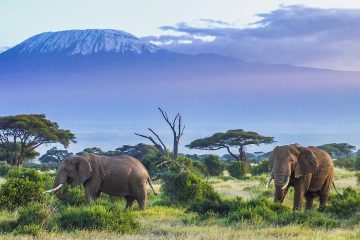 1 Day Trip To Amboseli National Park From Nairobi