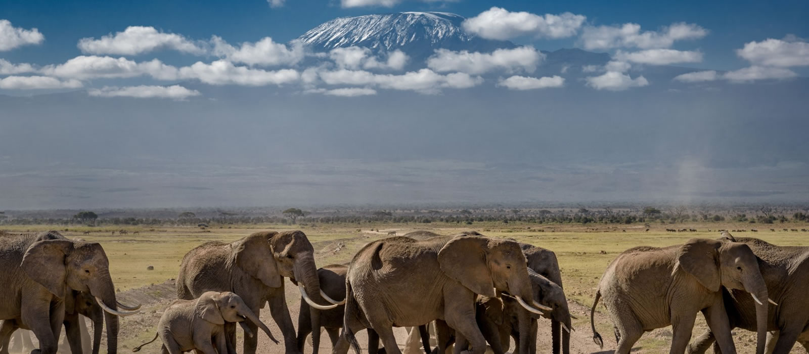 1 Day Trip To Amboseli National Park From Nairobi Ways African Safaris