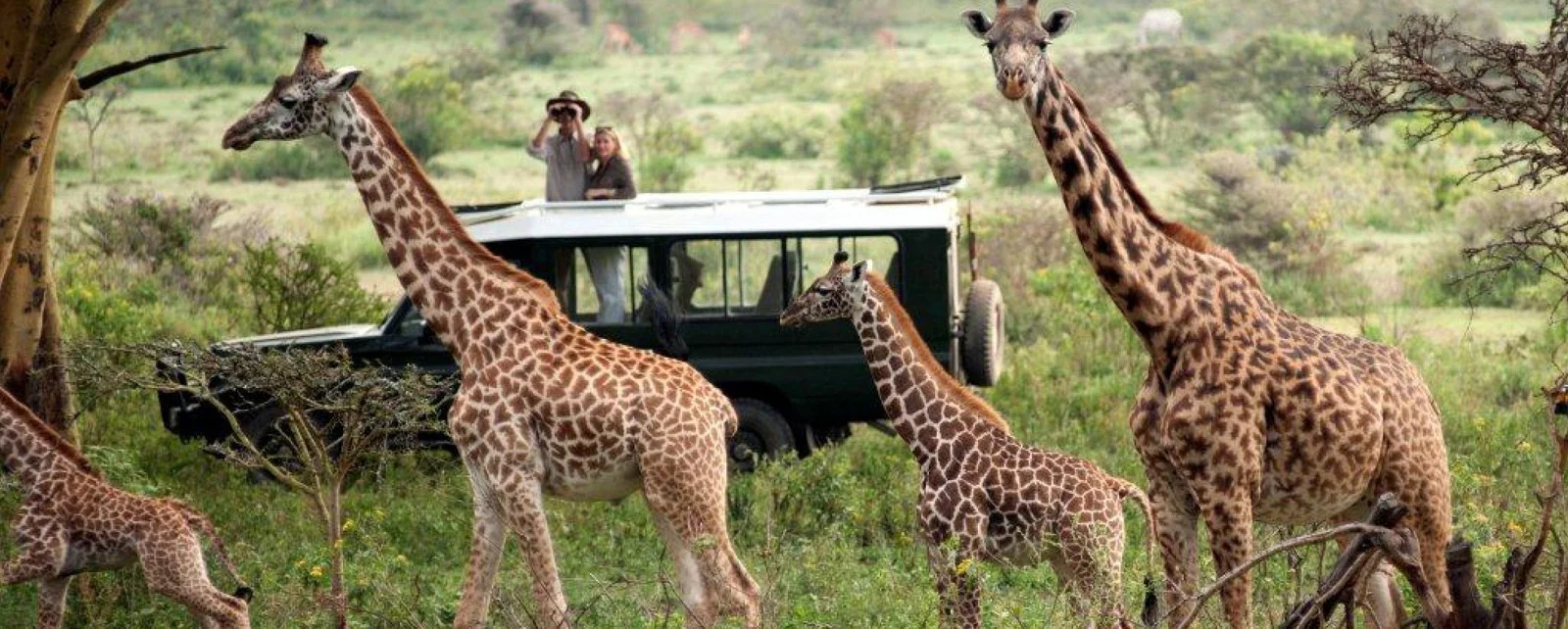 1 Day Trip To Amboseli National Park From Nairobi