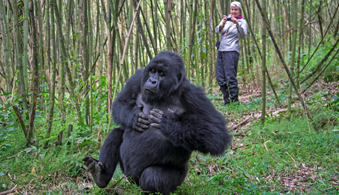 10 Days Rwanda Gorillas And Tanzania Safari