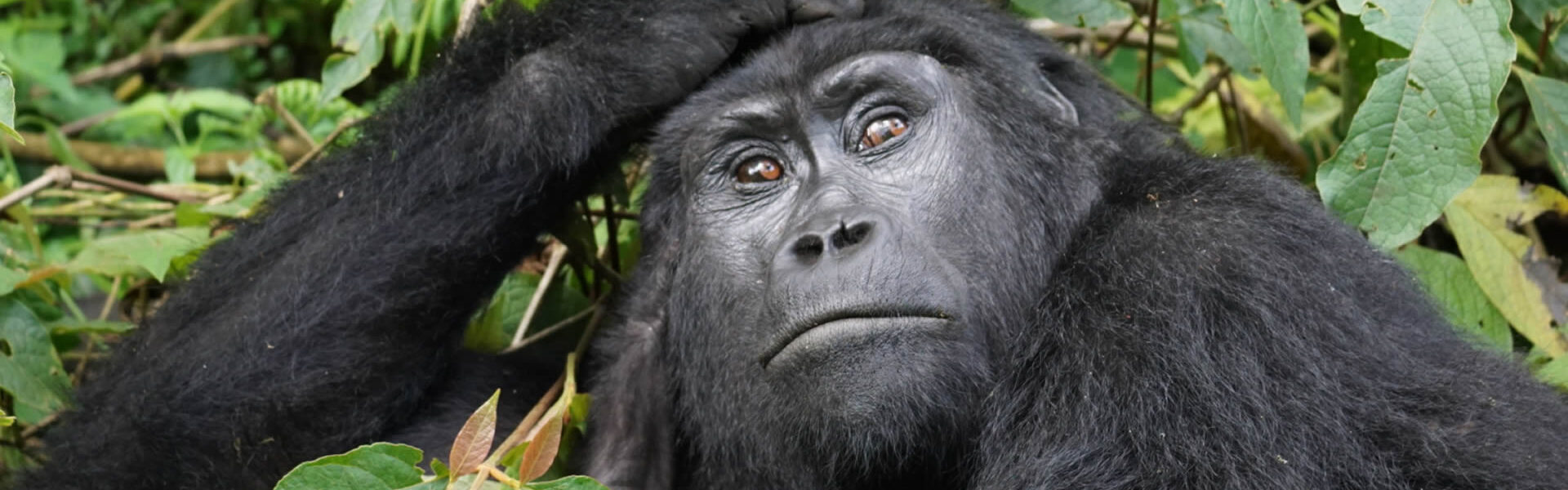 14 Days Rwanda Gorillas Serengeti Zanzibar Safari Ways African Safaris