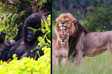 14 Days Rwanda Gorillas Serengeti Zanzibar Safari Ways African Safaris