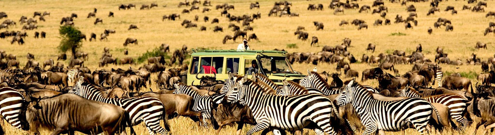 16 Days Luxury Family Safari – Best of Tanzania Wildlife Safari