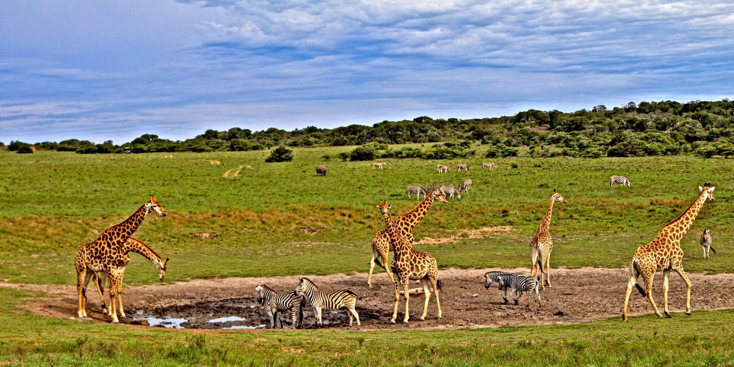 2 Days Fly In Masai Mara Safari Ways African Safaris