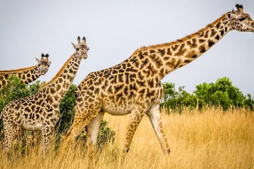 2 Days Murchison Falls Uganda Safari tour