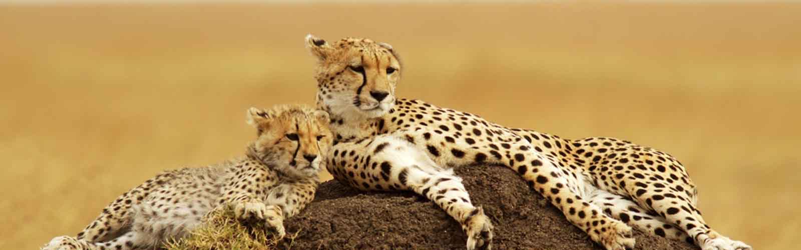 Kenya Safari Packages