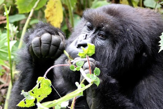 5 days Rwanda gorillas and Akagera wildlife safari