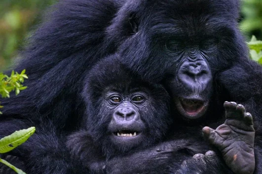 7 Days Gorilla Trekking Uganda and Wildlife Safari