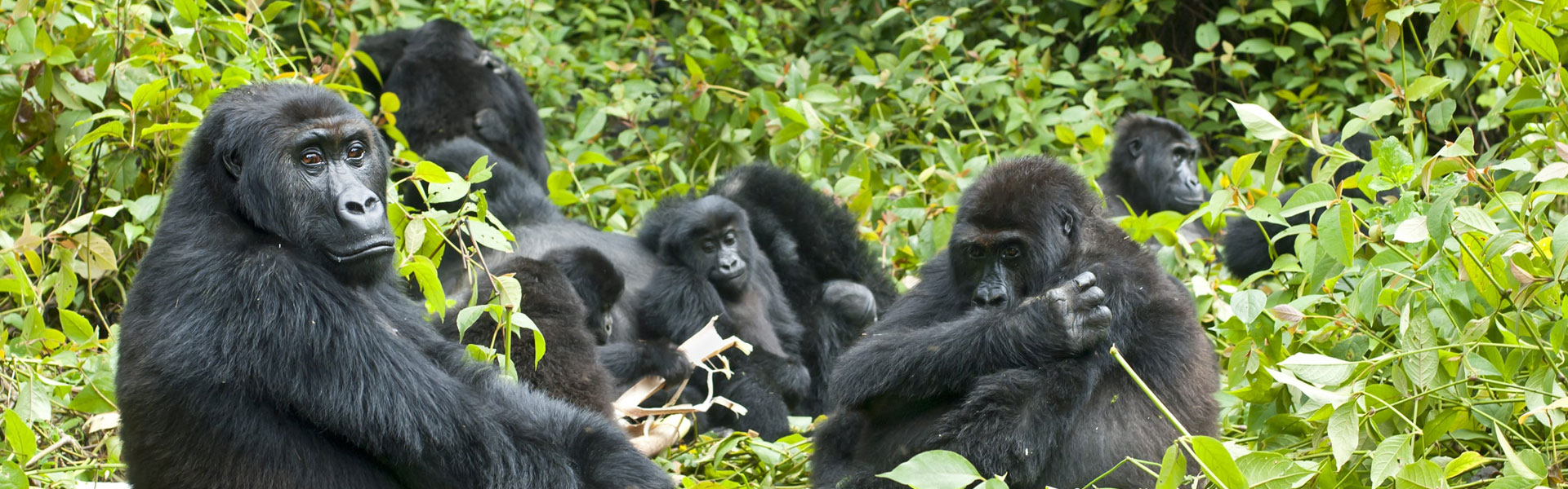 3 Days Gorilla Trekking Uganda and Wildlife Safari