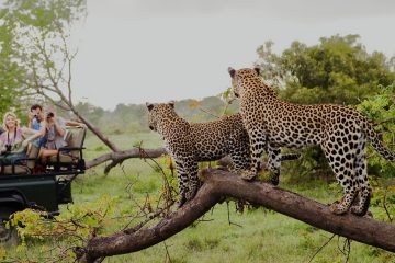 7 Days Kenya Budget Safari & Prices leopards