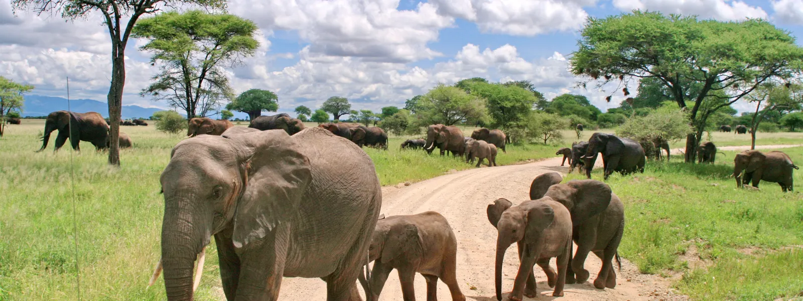 8 Day Safari in Tanzania and Zanzibar Beach Holiday Ways Africa