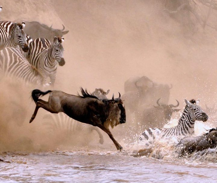 9 Days Kenya and Tanzania Migration safari Tour