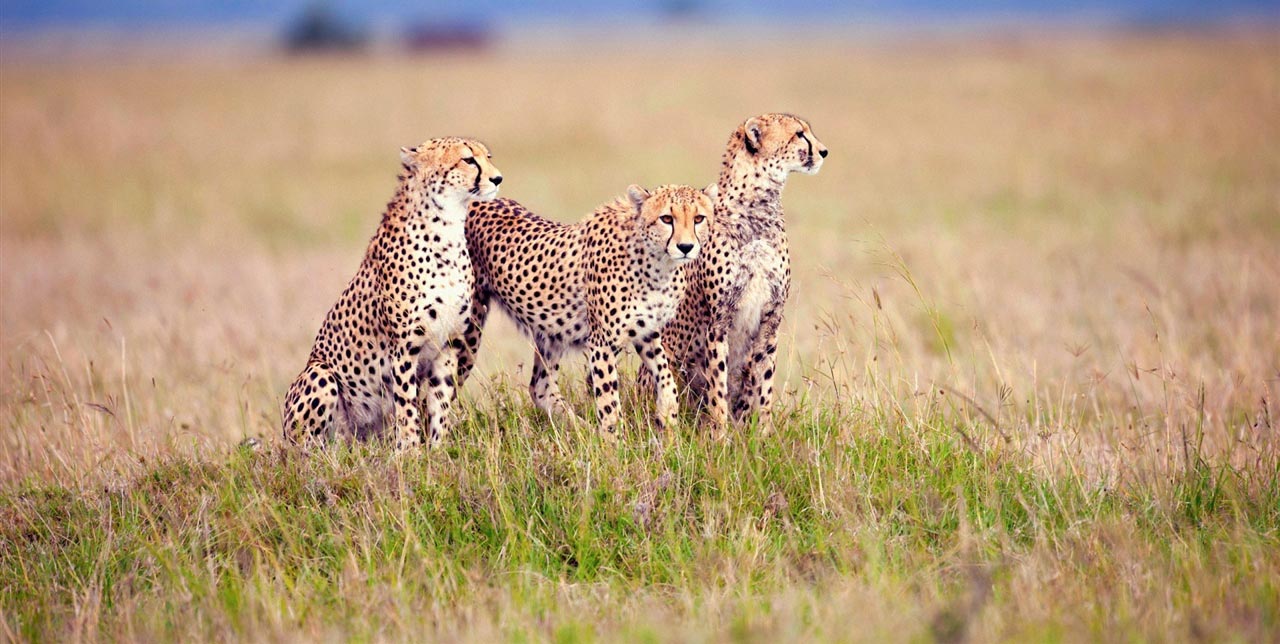 9 Days Kenya and Tanzania Migration safari Tour Ways African Safaris