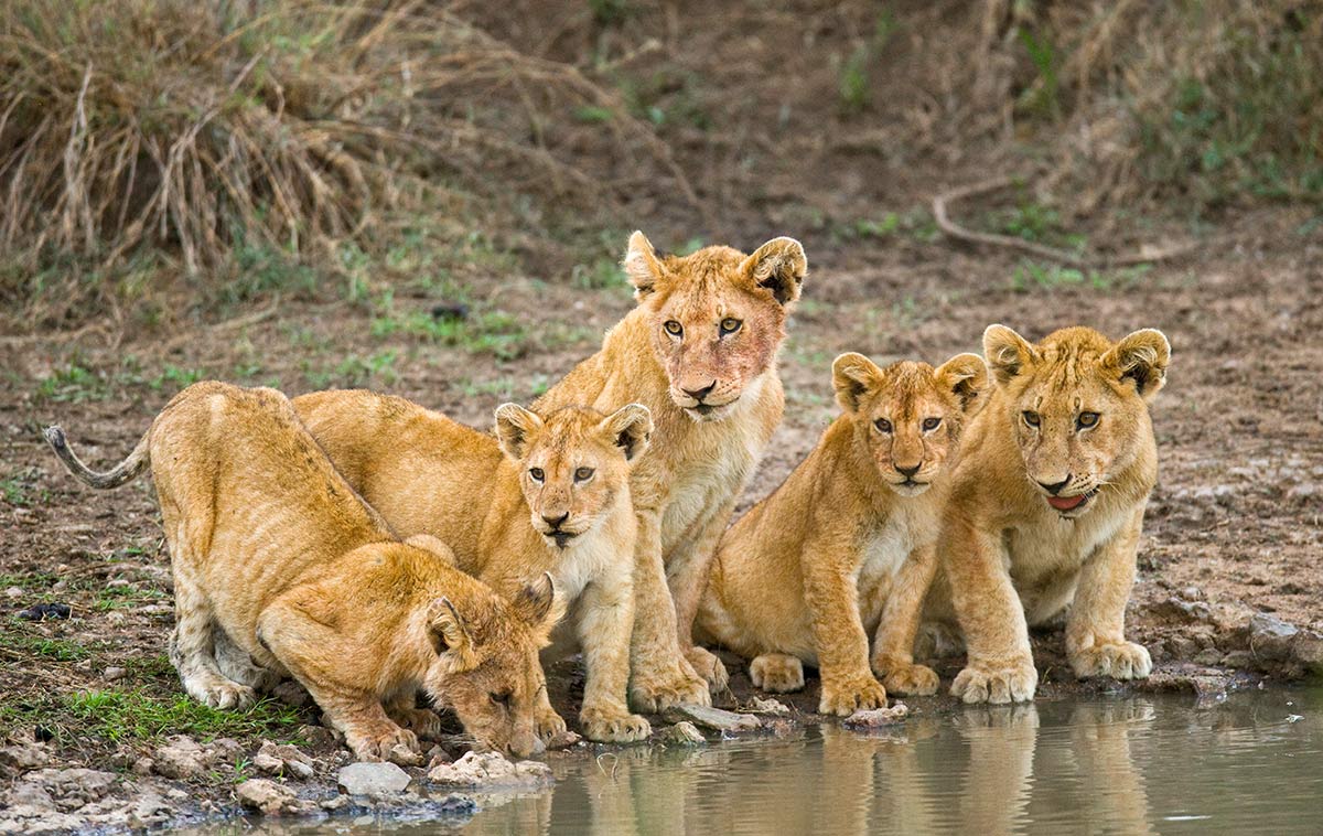 9 Days Tanzania Southern Selous Mikumi and Ruaha