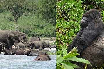 9 days Uganda Gorillas and wildlife tour