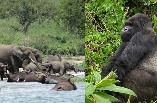 9 days Uganda Gorillas and wildlife tour