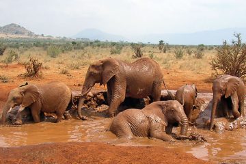 Day Trip Explore Tsavo East on a Safari from Malindi Watamu Ways