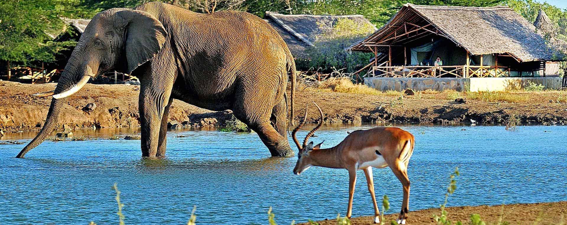 Day Trip Explore Tsavo East on a Safari from Malindi Watamu