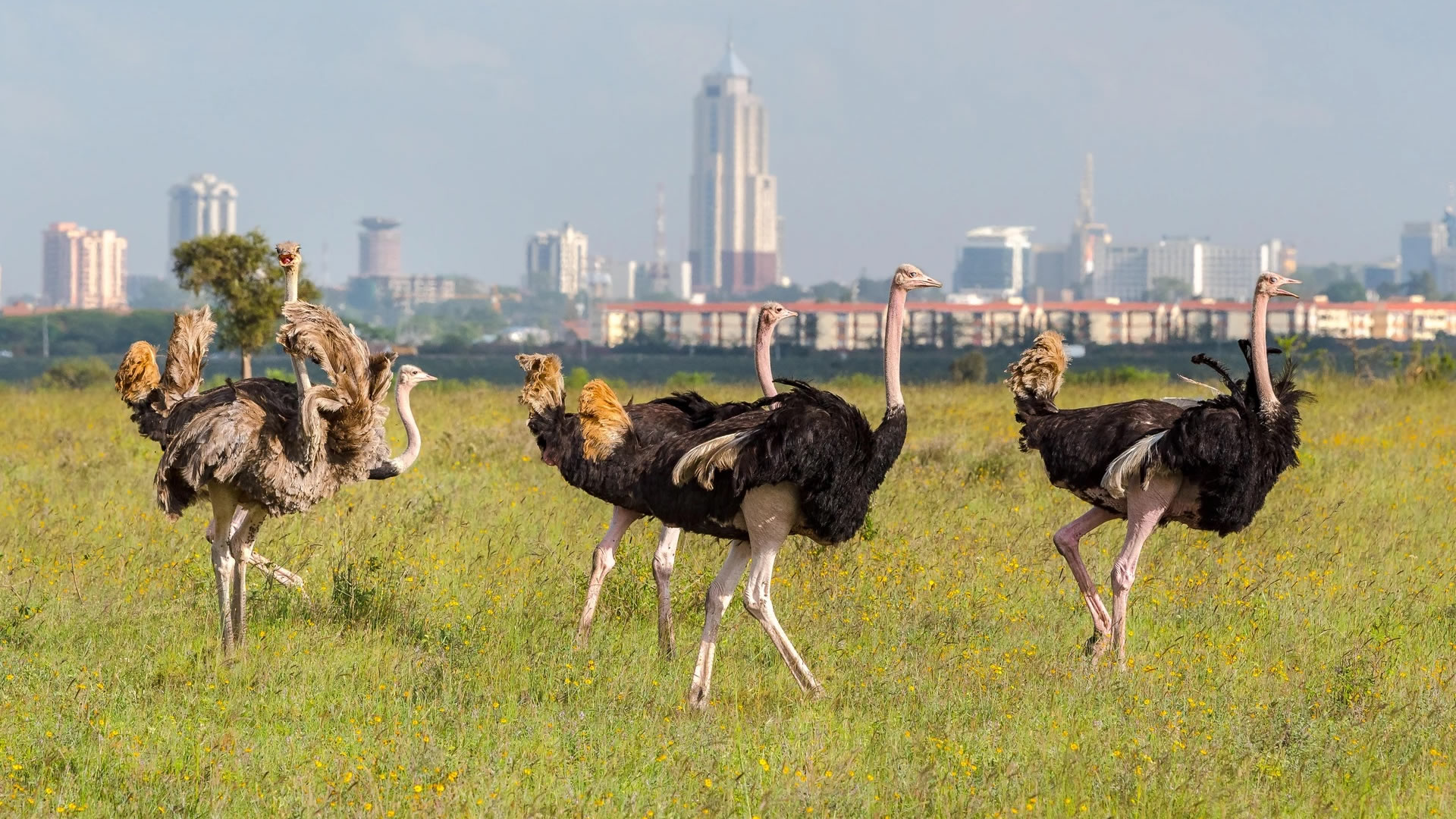 Nairobi Day Trip  Nairobi National Park