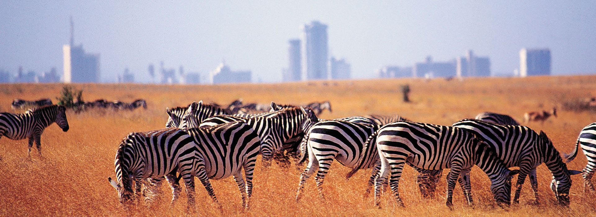 Nairobi Day Trip Nairobi National Park